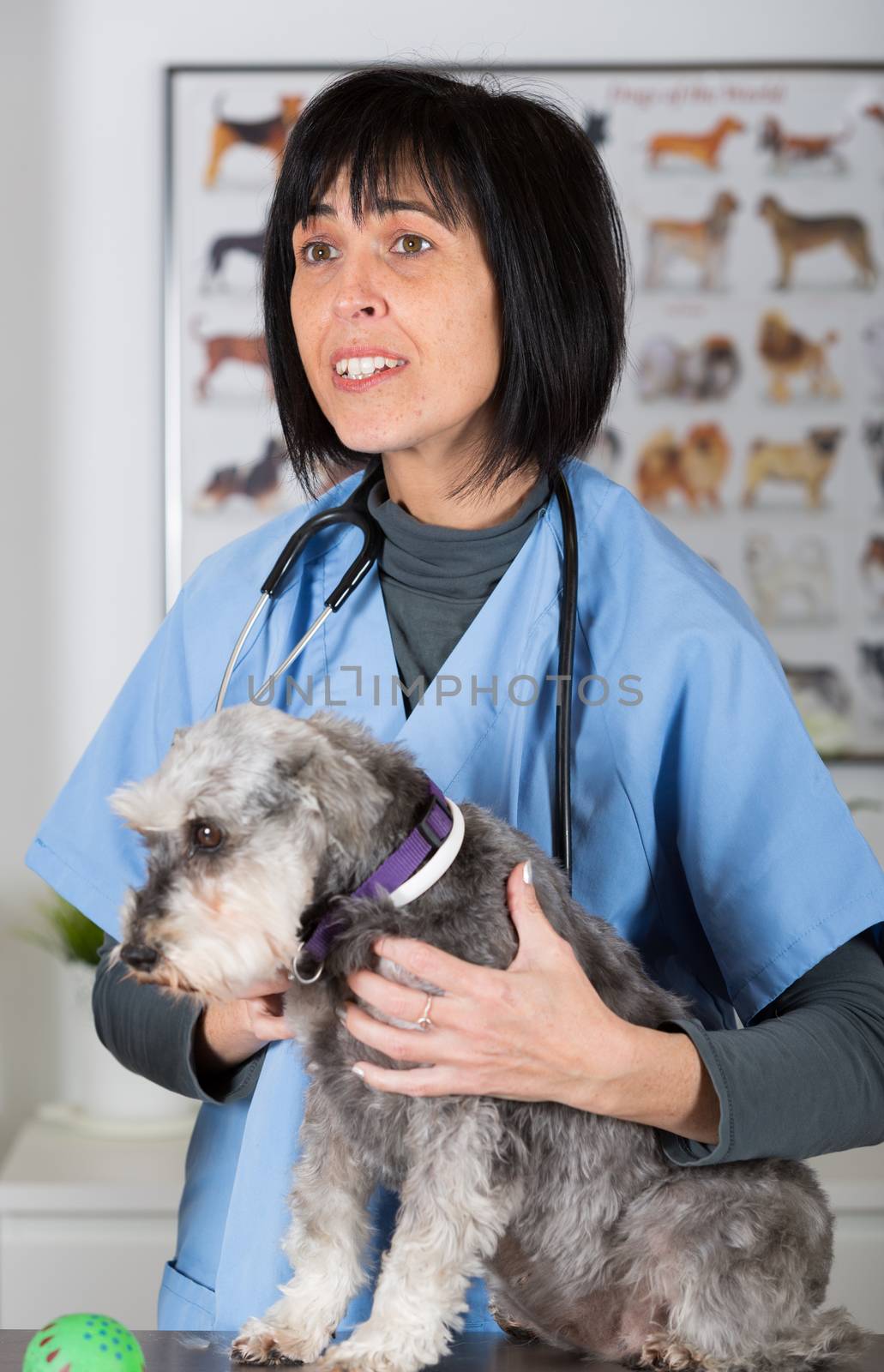 Veterinary performing a dental inspection to a schnauzer mini in clinical