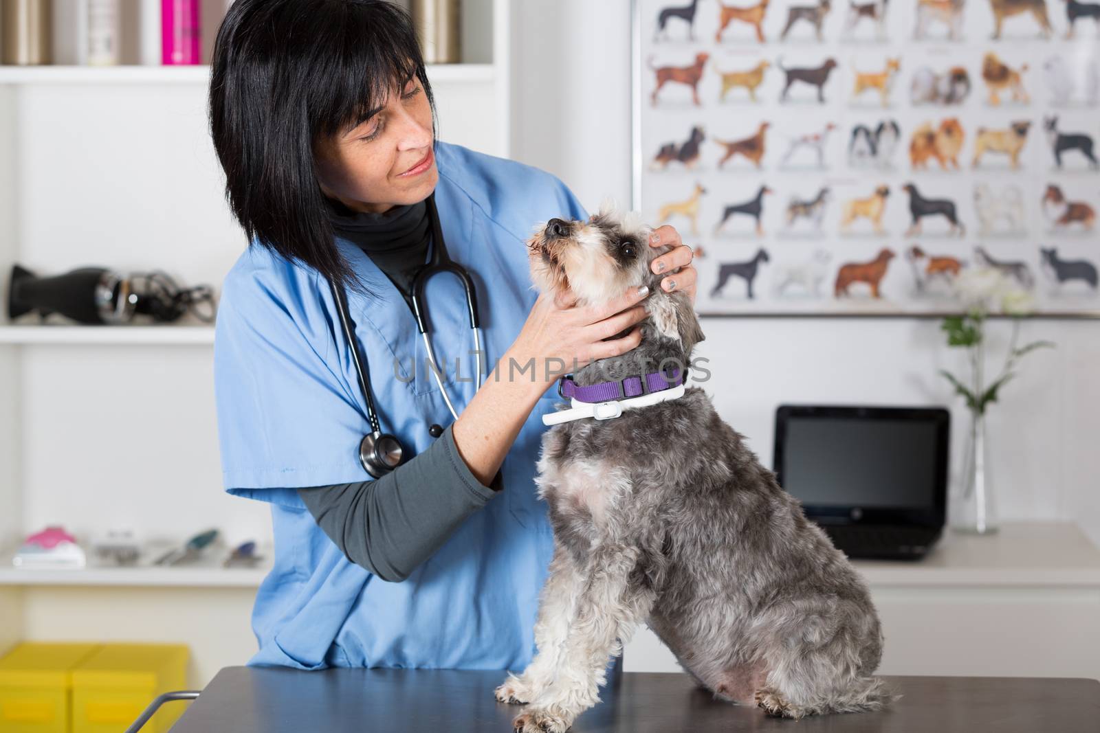 Veterinary performing a dental inspection to a schnauzer mini in clinical