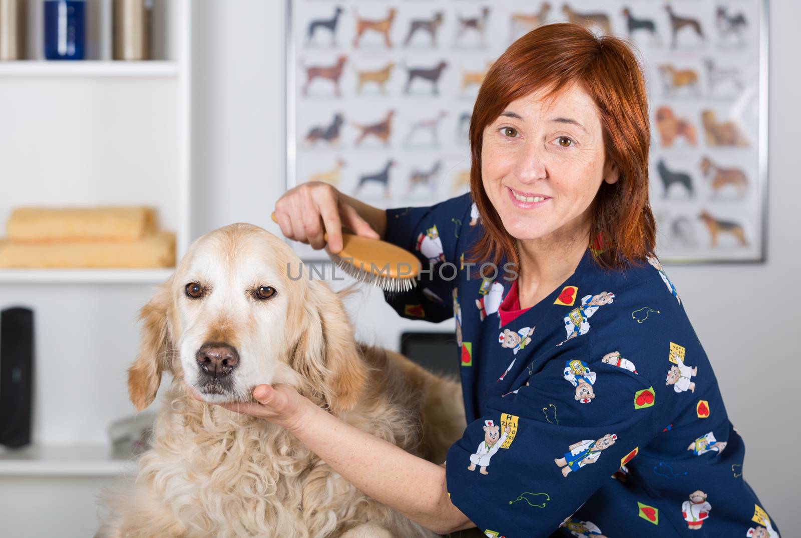 Canine hairdresser in a beauty clinic with Golden Retriever