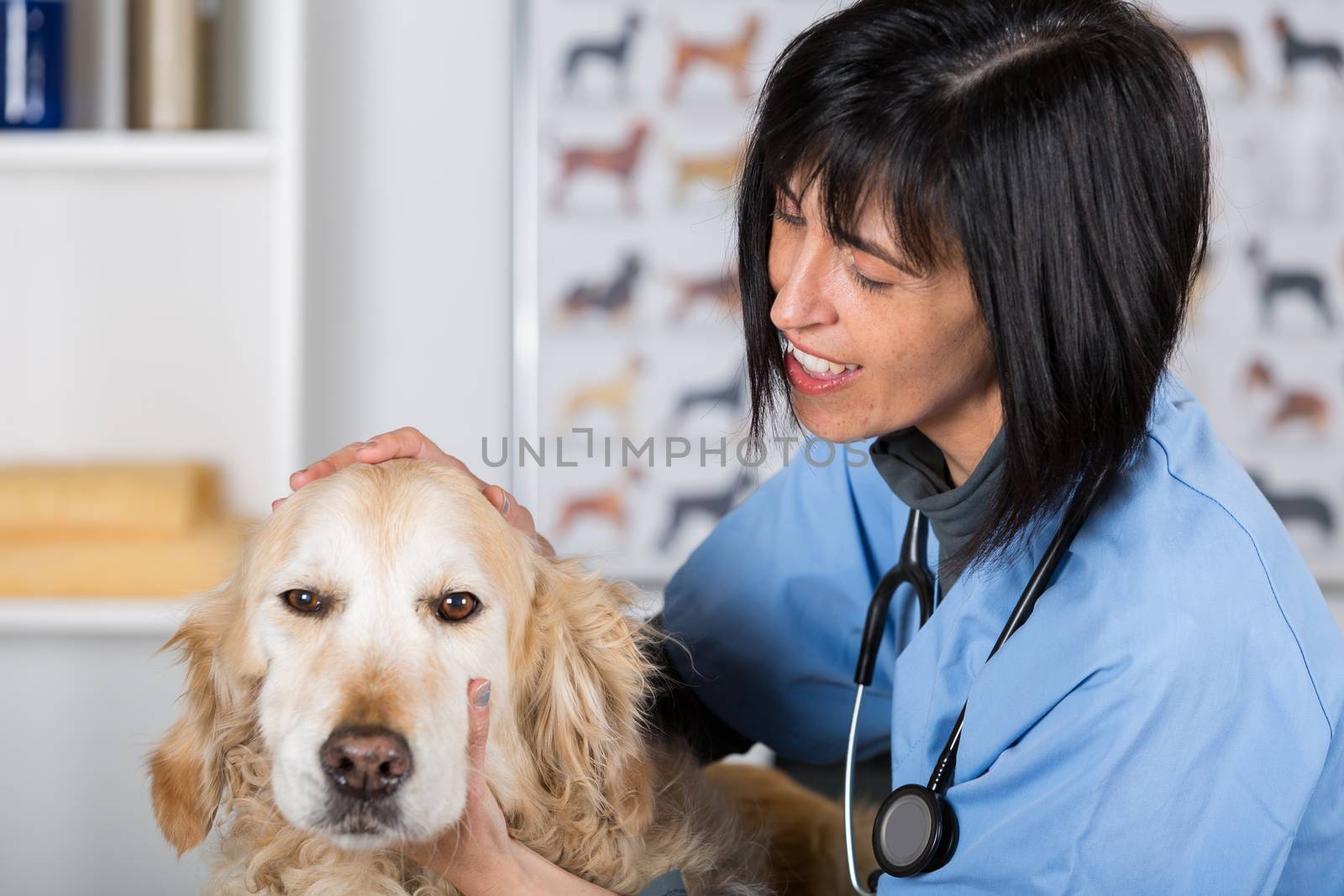 Veterinary performing a dental inspection to a Golden Retriever in clinical