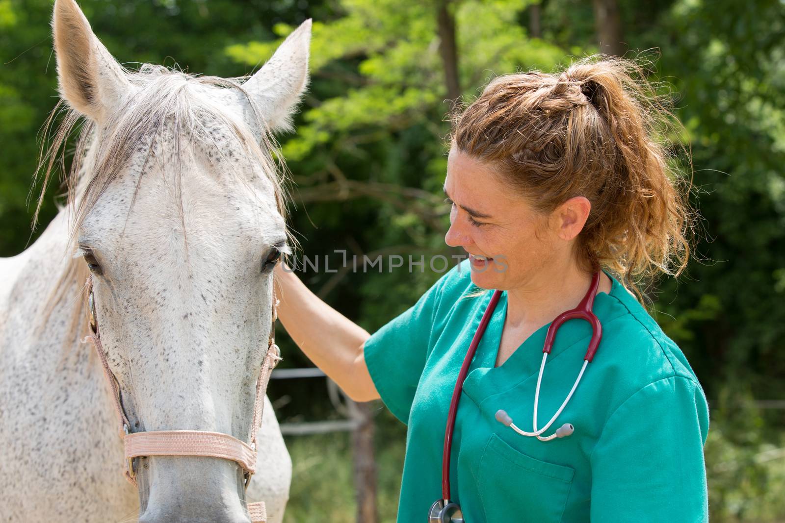 Veterinary great performing a scan to a young mare