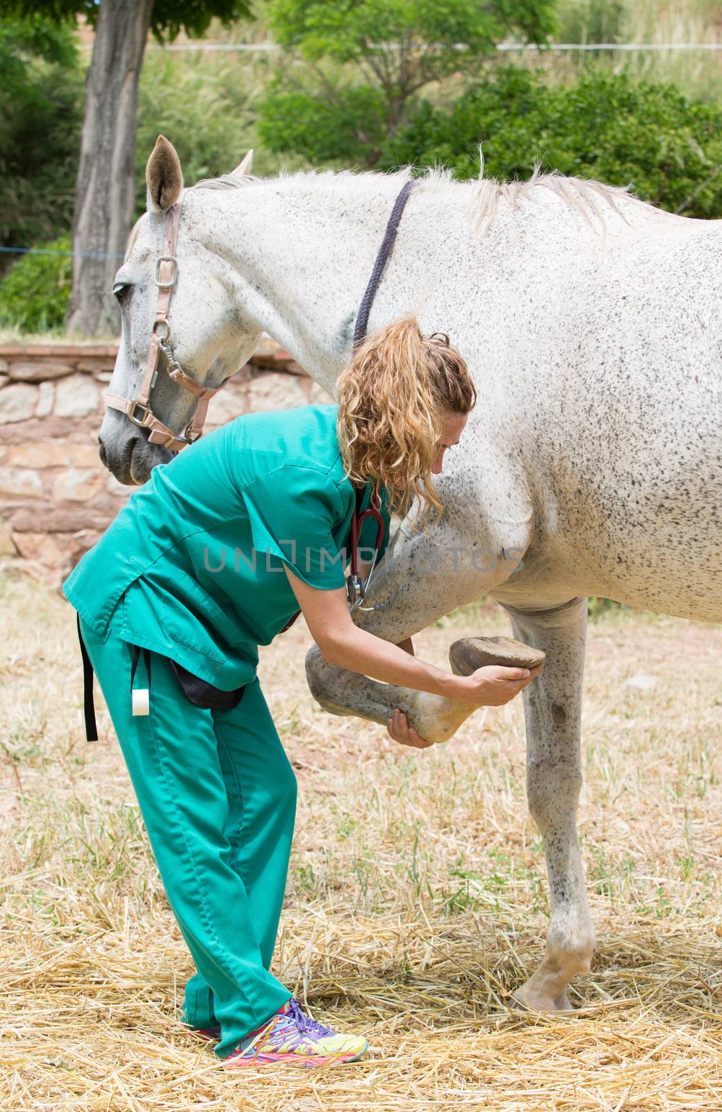 Veterinary great performing a scan to a young mare