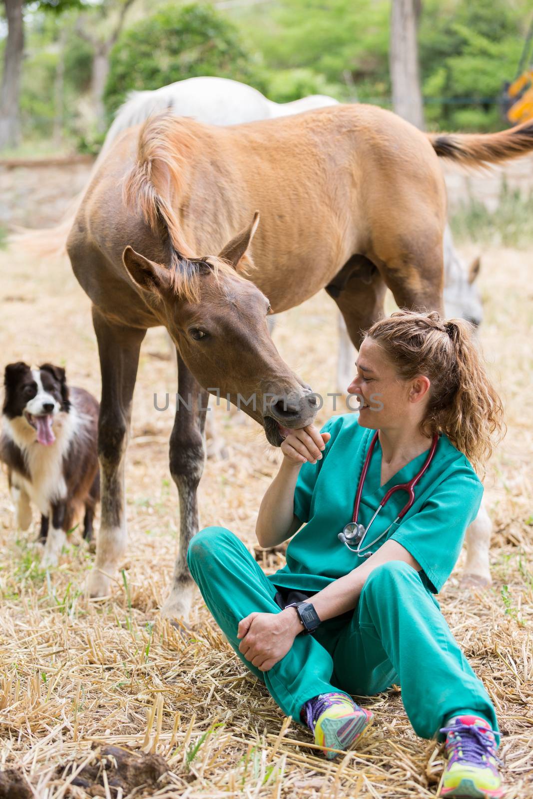 Veterinary great performing a scan to a young mare