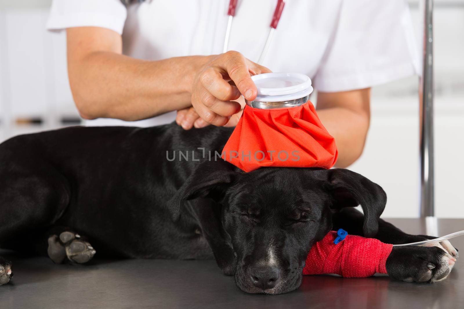 Veterinarian conducting a review with your dog American Staffordshire