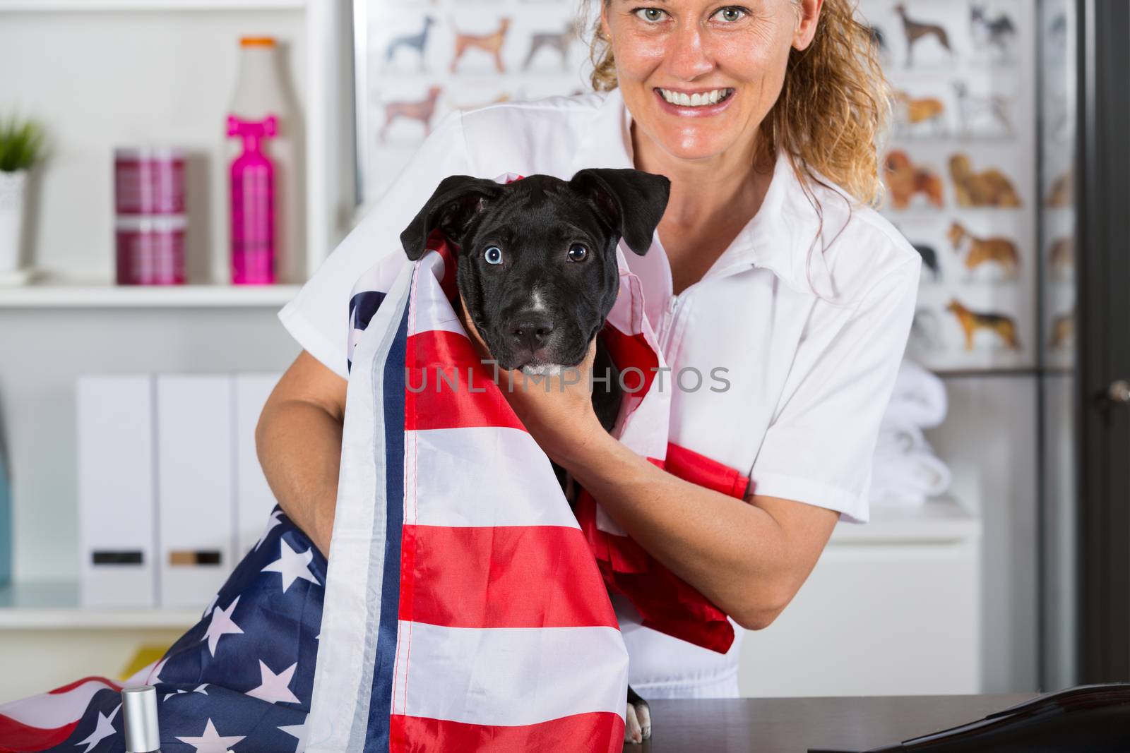 Veterinarian covering his american staffordshire dog with American flag