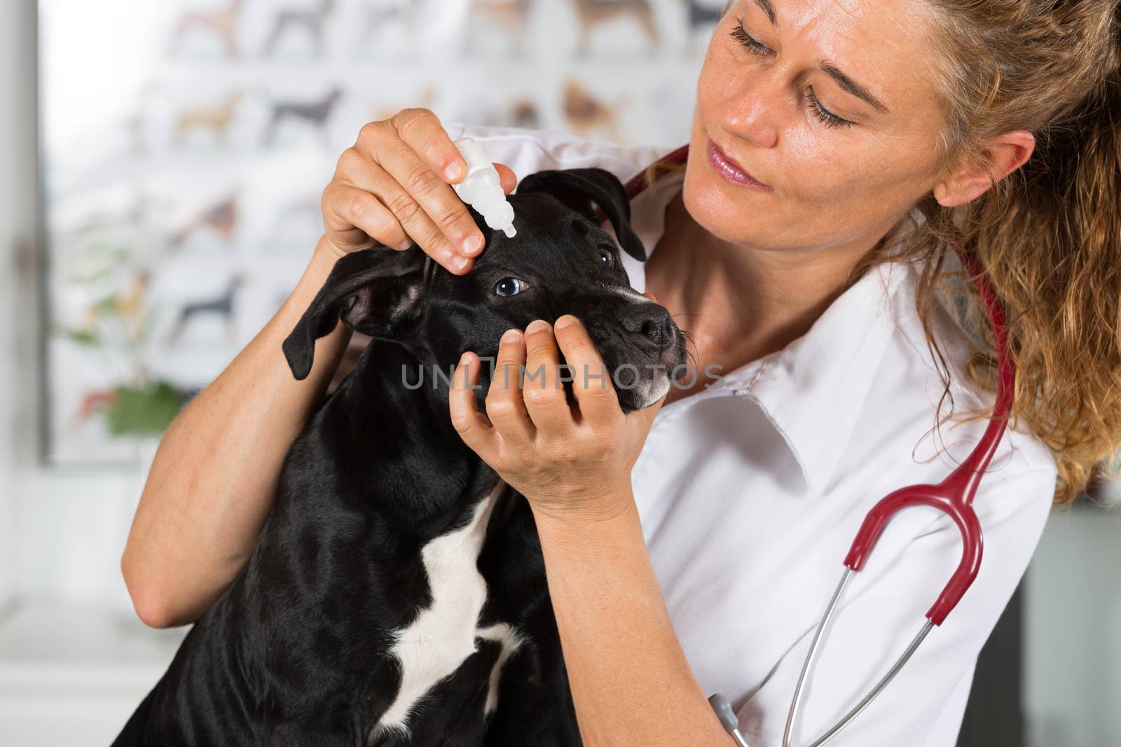Veterinarian conducting a review with your dog American Staffordshire