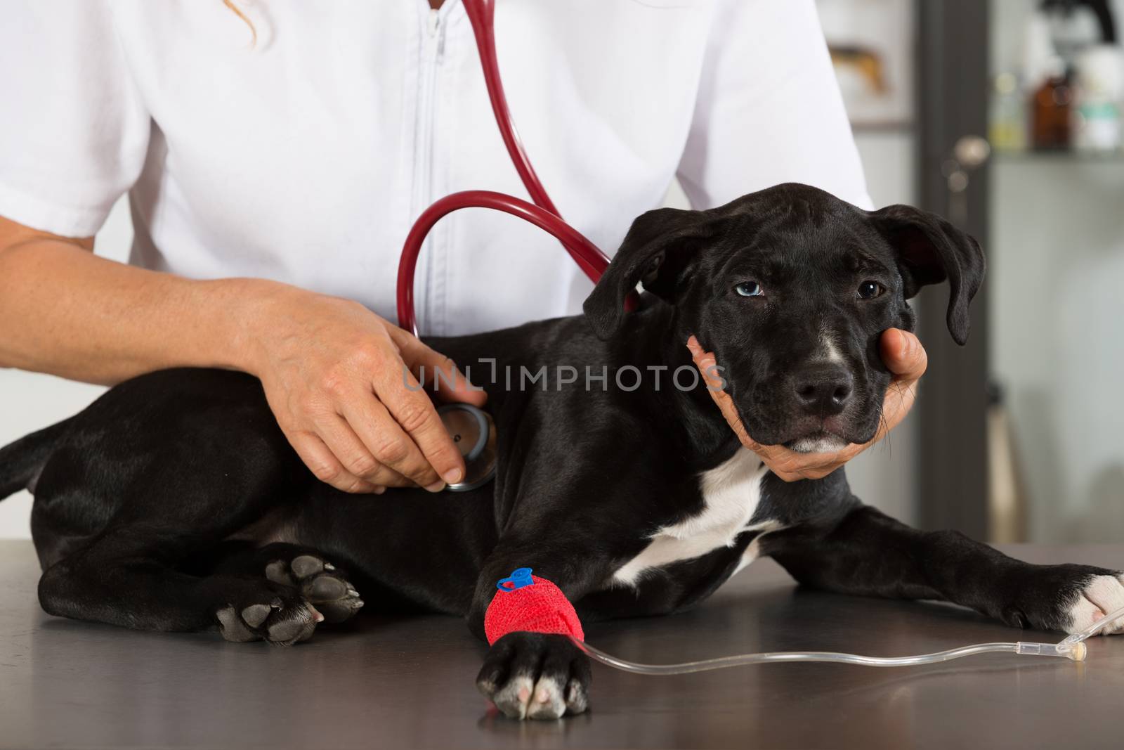 Veterinarian conducting a review with your dog American Staffordshire