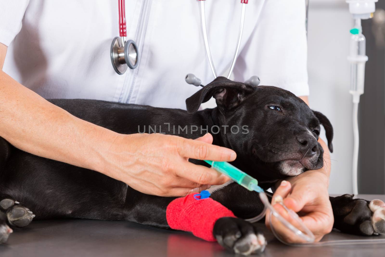 Veterinarian conducting a review with your dog American Staffordshire