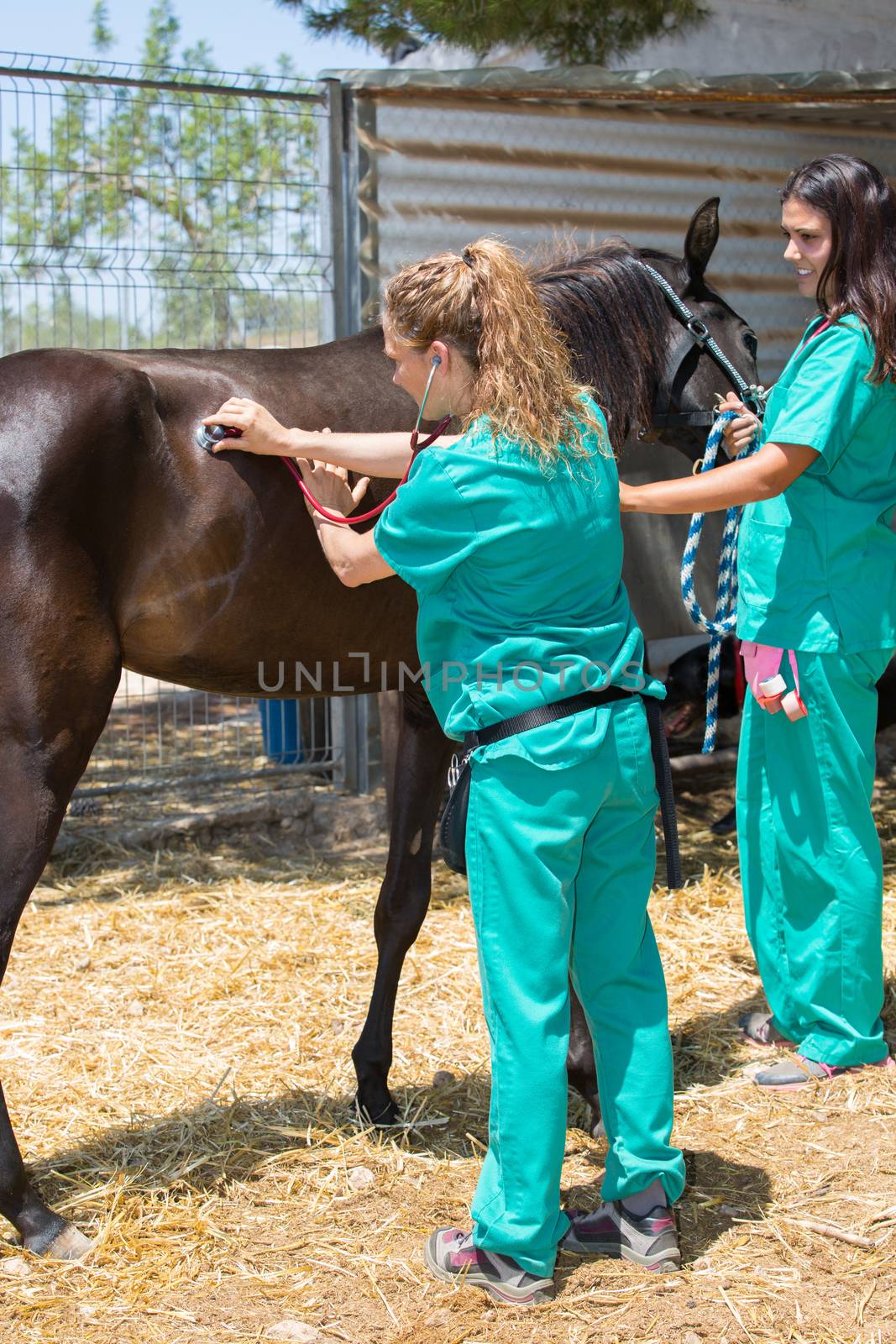 Two young veterinary conducting a review to a young colt