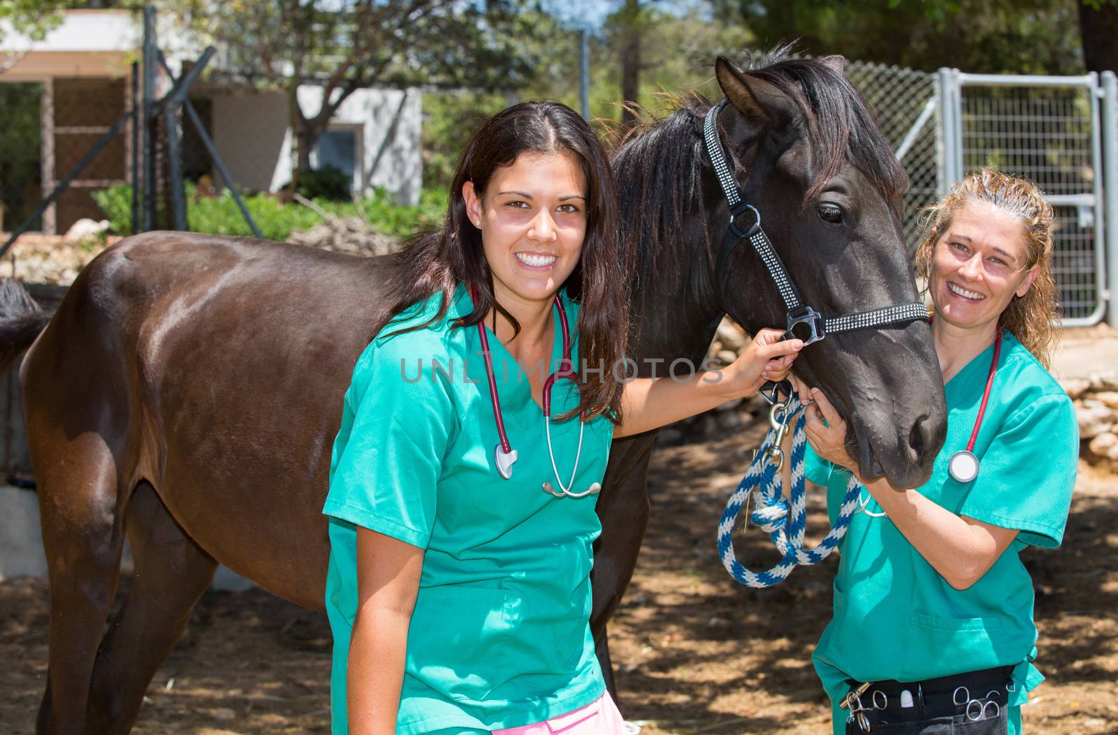 Two young veterinary conducting a review to a young colt