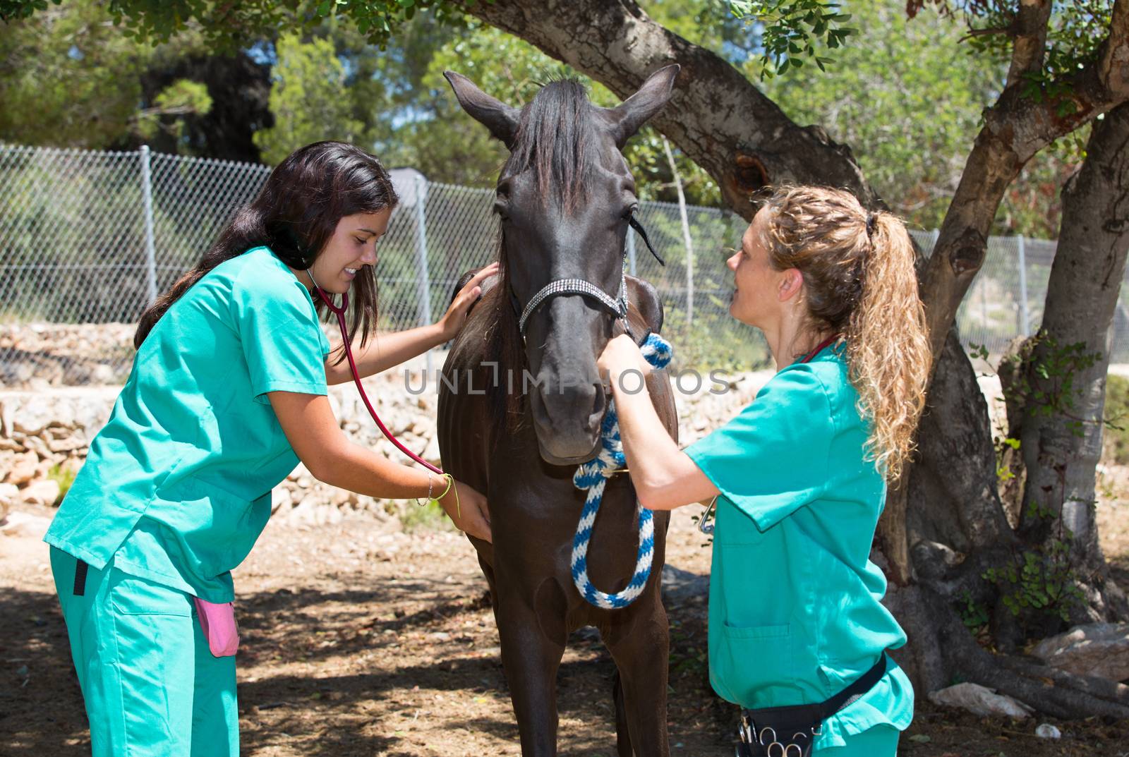 Two young veterinary conducting a review to a young colt