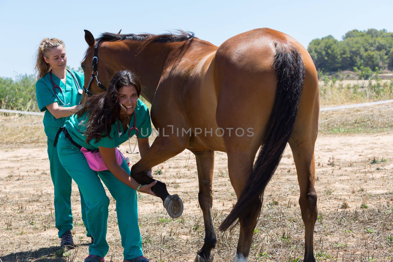 Veterinary horses on the farm doing healing work on one leg