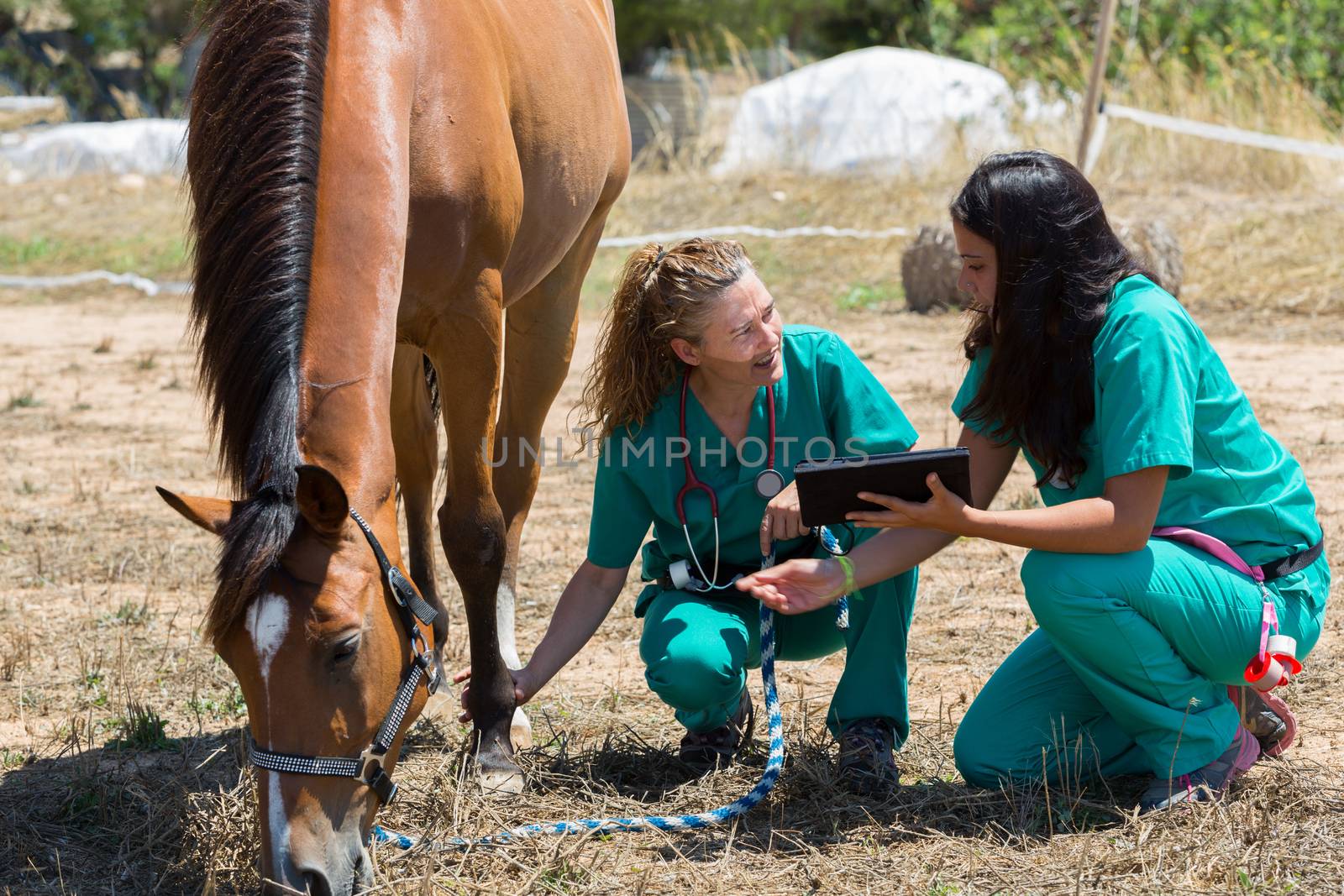Veterinary horses on the farm making an inquiry with the tablet