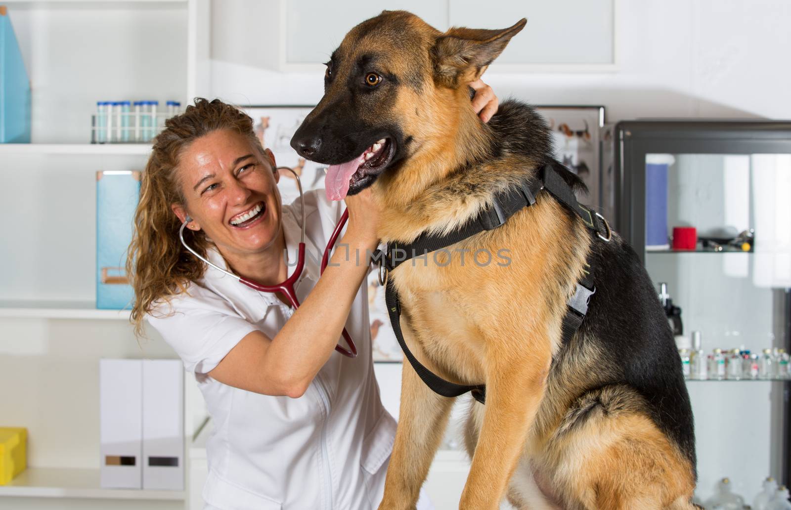 Veterinary with a German Shepherd dog performing a recognition in the clinic