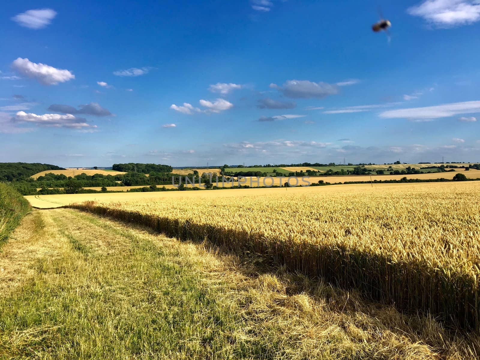 Big yellow fields on the village. Countryside concept. Bedford, England.
