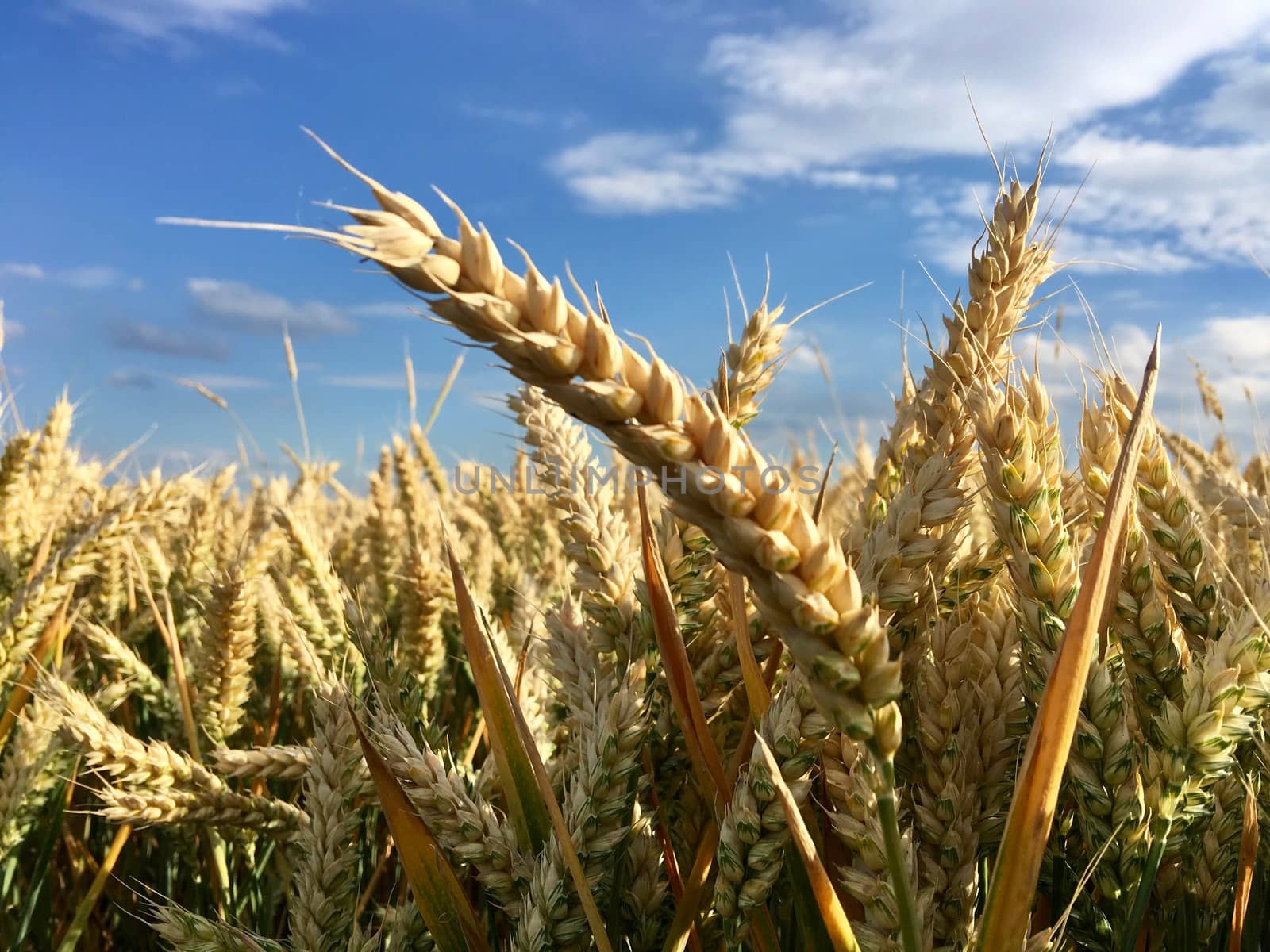 Blue sky, clouds and gold grain on the field in England.