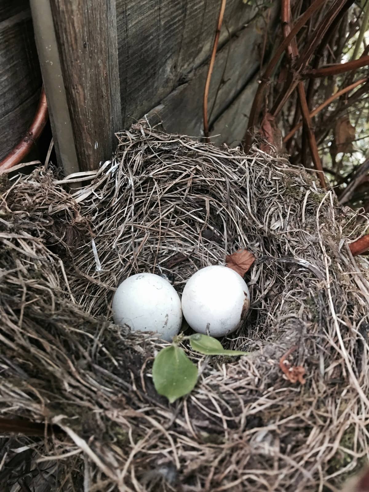 Two white eggs in natural socket. Bird house in garden.