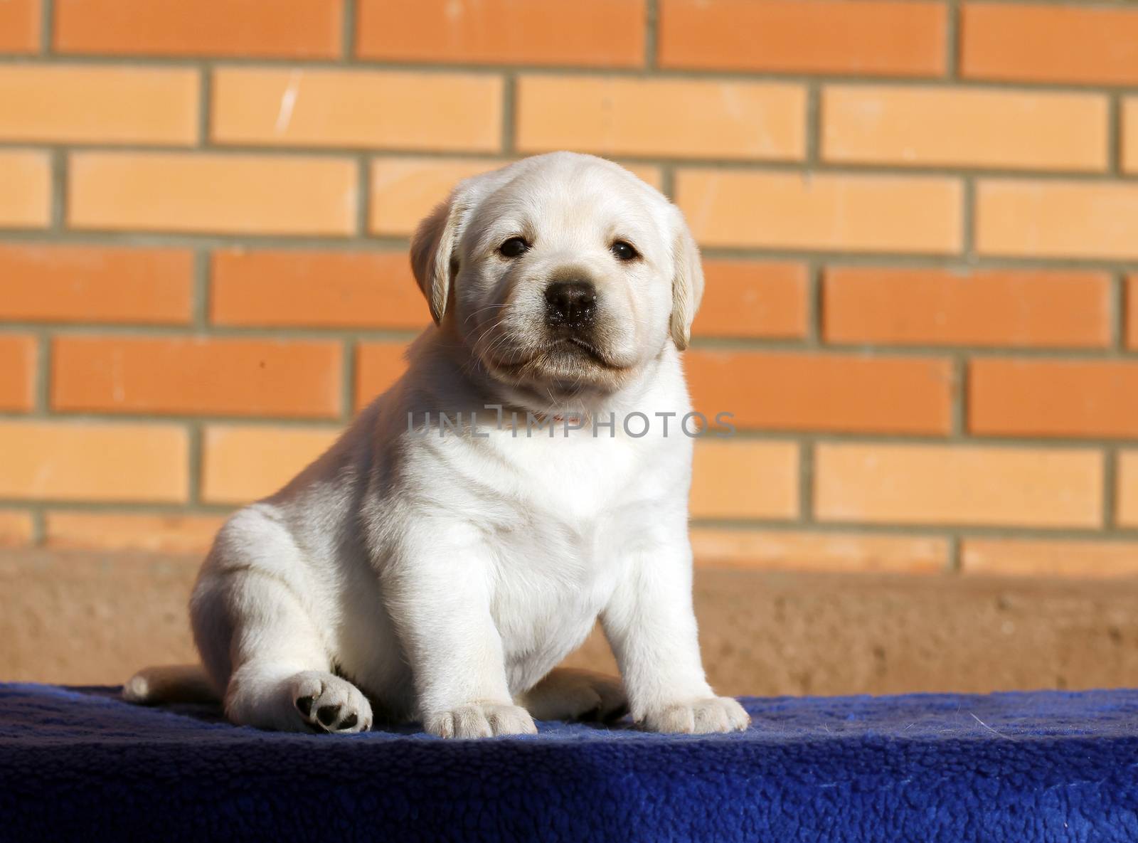 the little yellow labrador puppy sitting on blue background