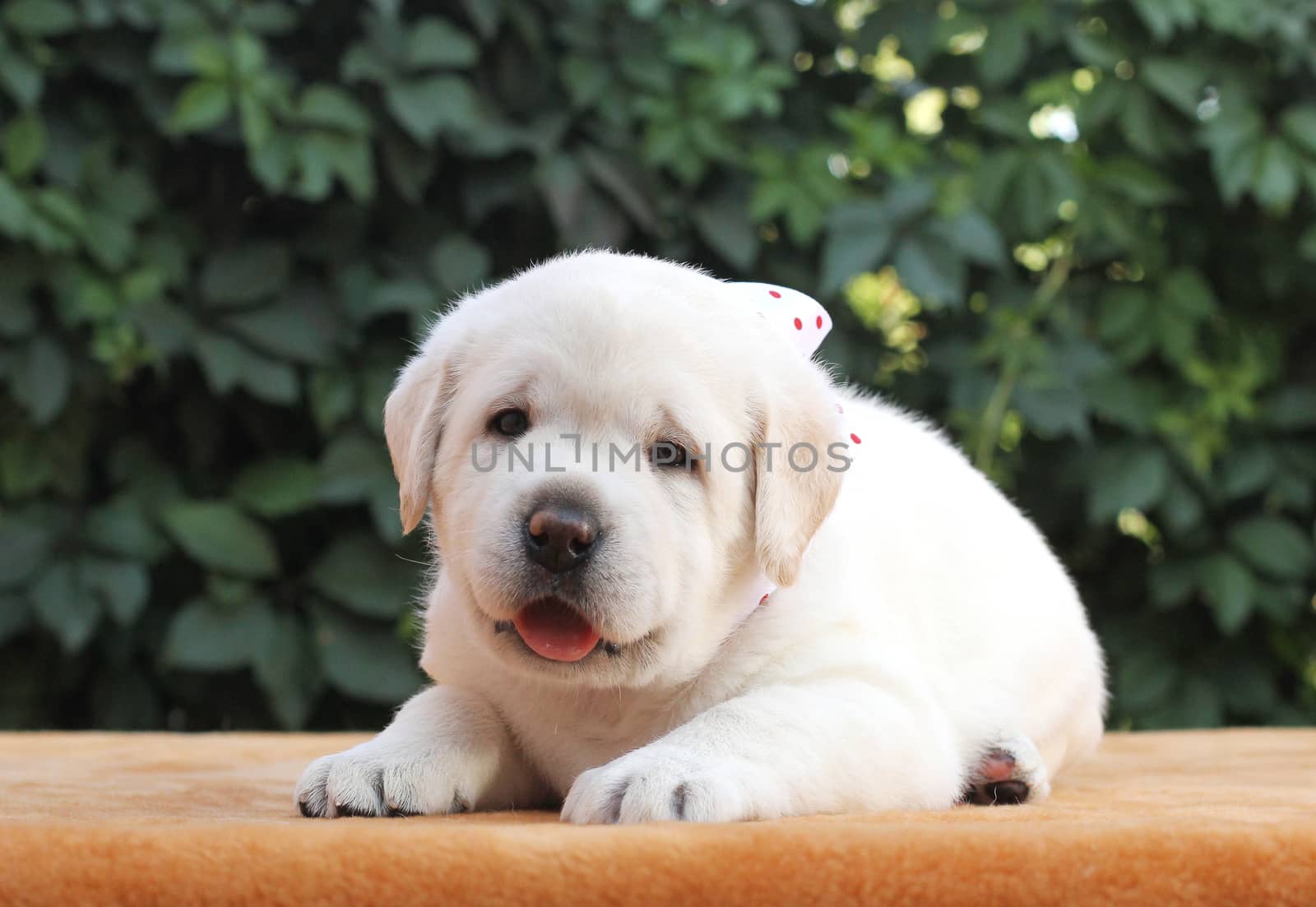 the little yellow labrador puppy sitting on yellow background