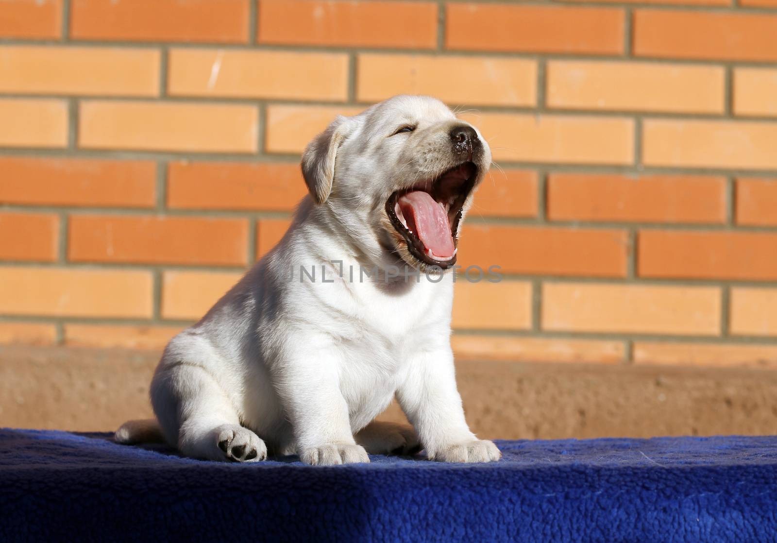 a little yellow labrador puppy sitting on blue background