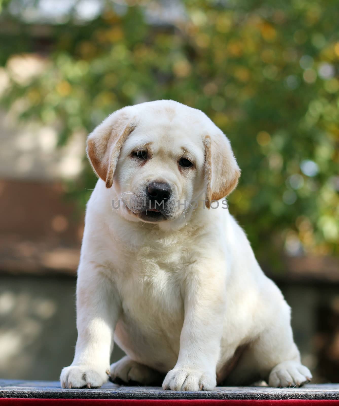 the little yellow labrador puppy sitting in the park in autumn