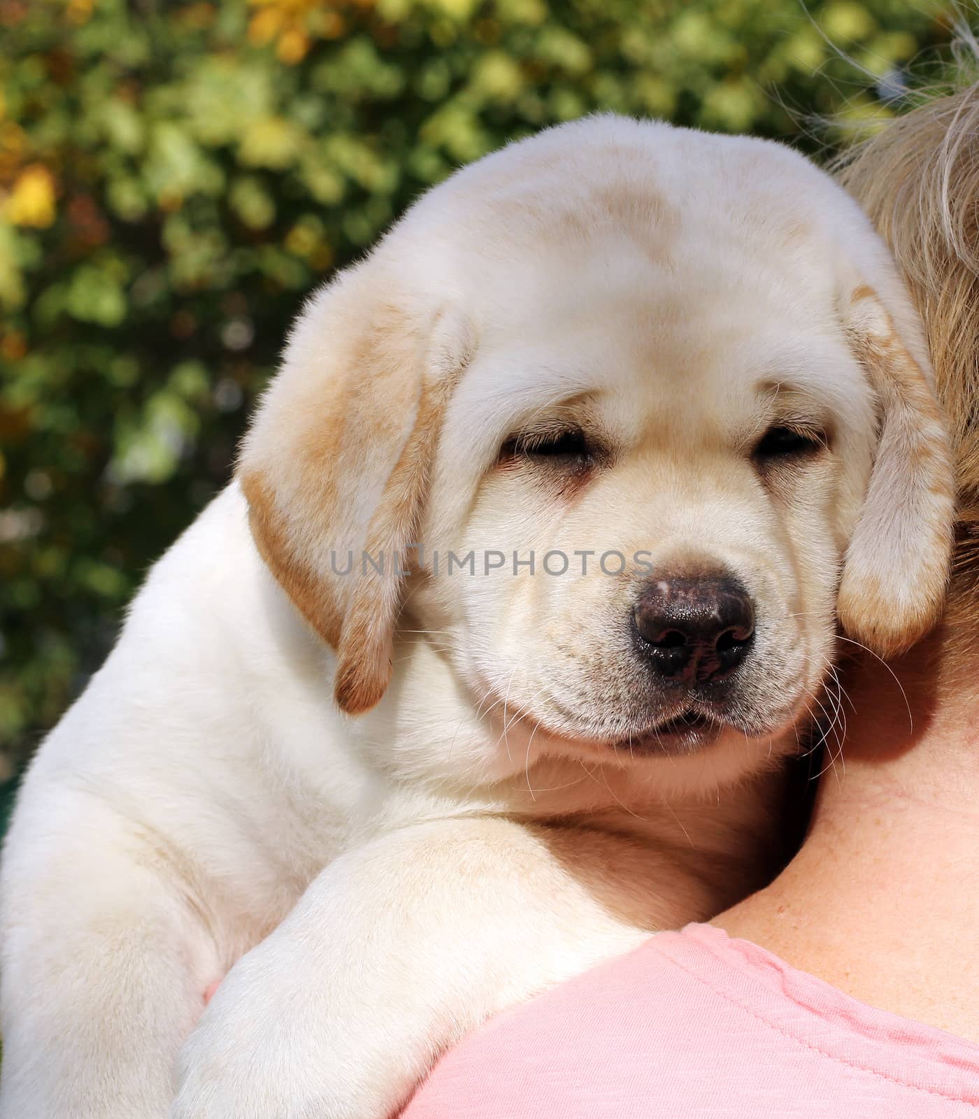 a little yellow labrador puppy sitting in the park in autumn