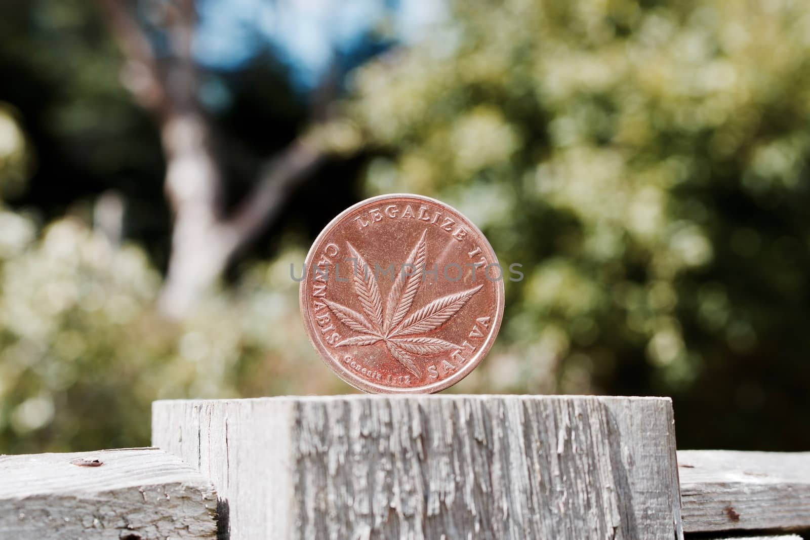 Cannabis brass leaf coin on the wooden fence in garden.