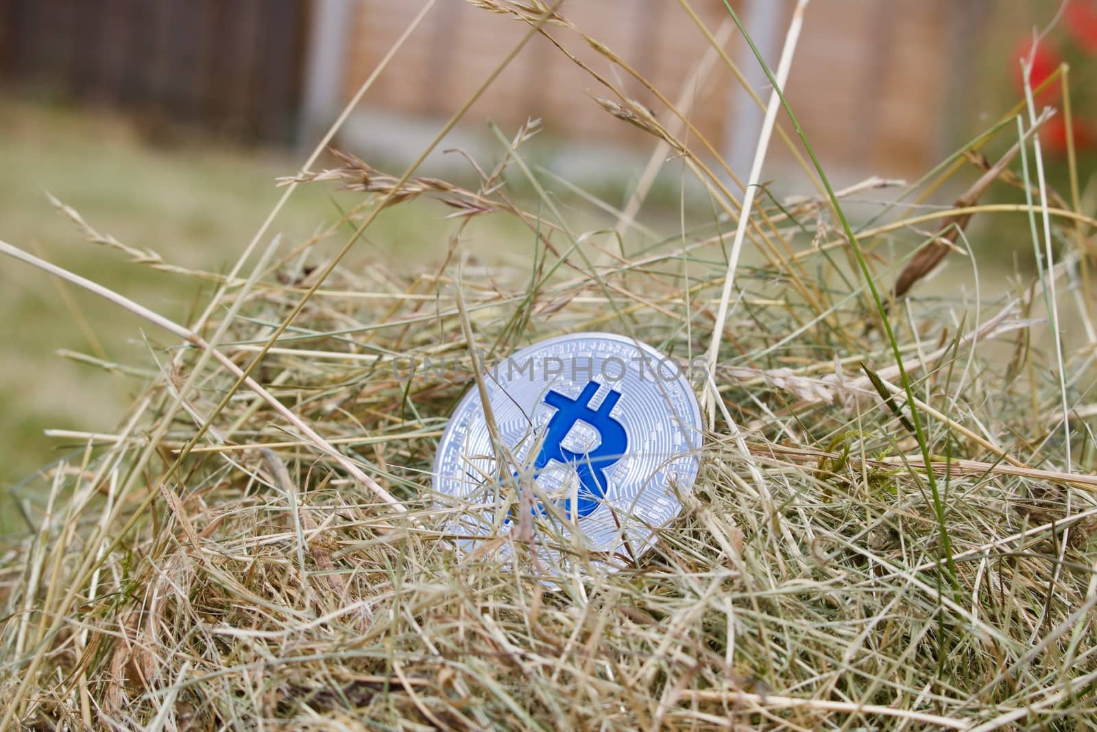 Digital currency physical silver bitcoin coin in grass at garden. Outdoor concept.