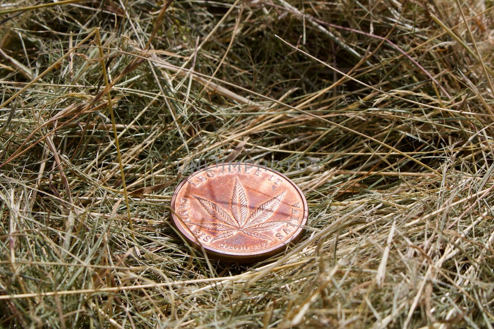 Brass coin with marijuana leaf on the grass at garden. Outdoor concept.