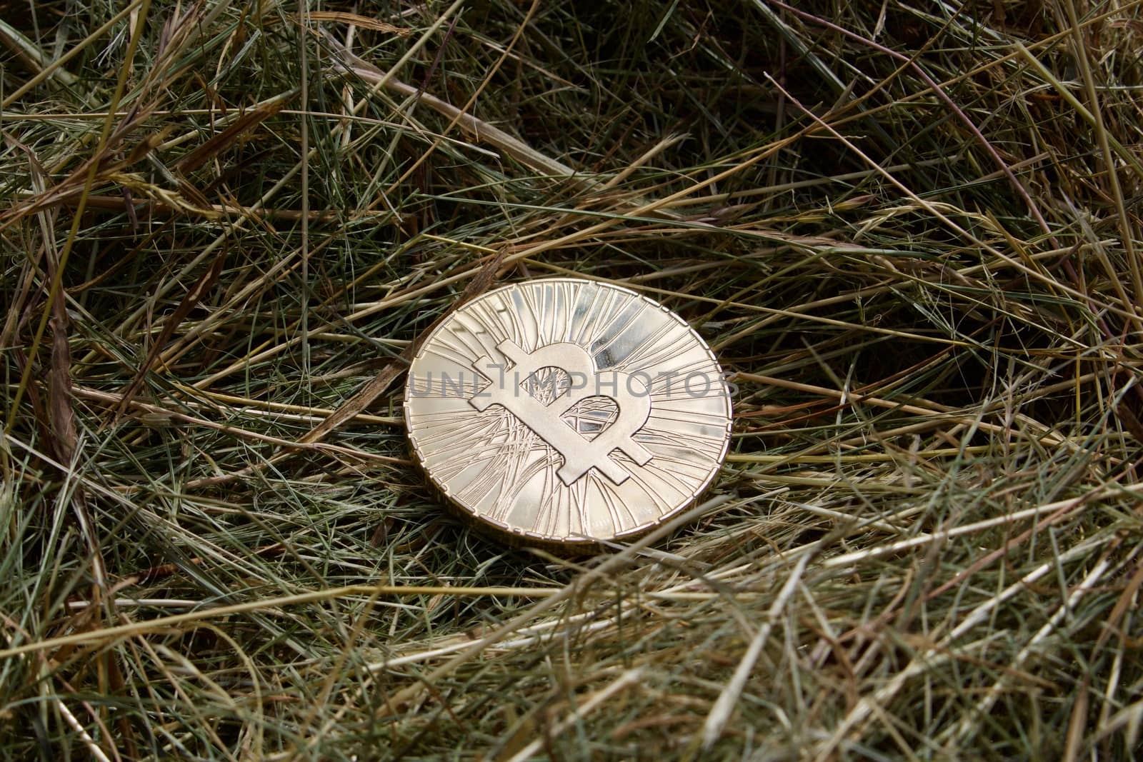 Digital currency physical gold bitcoin coin on the grass in garden.