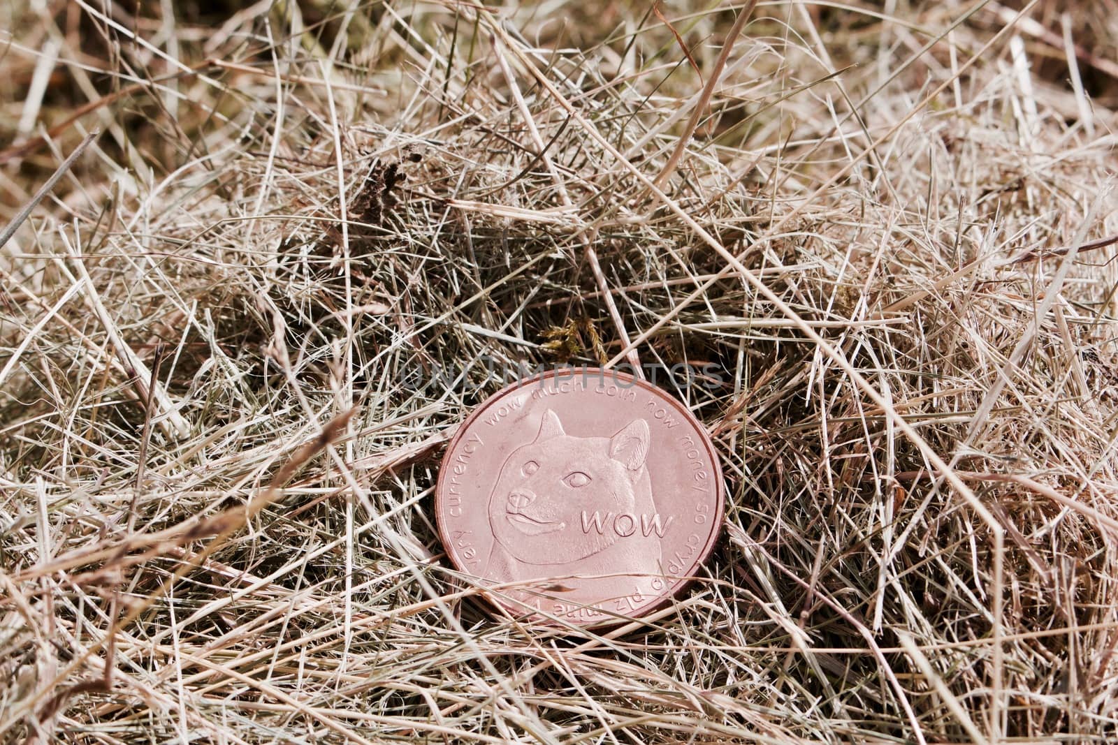 Digital currency physical brass dogecoin coin with dog on the grass.