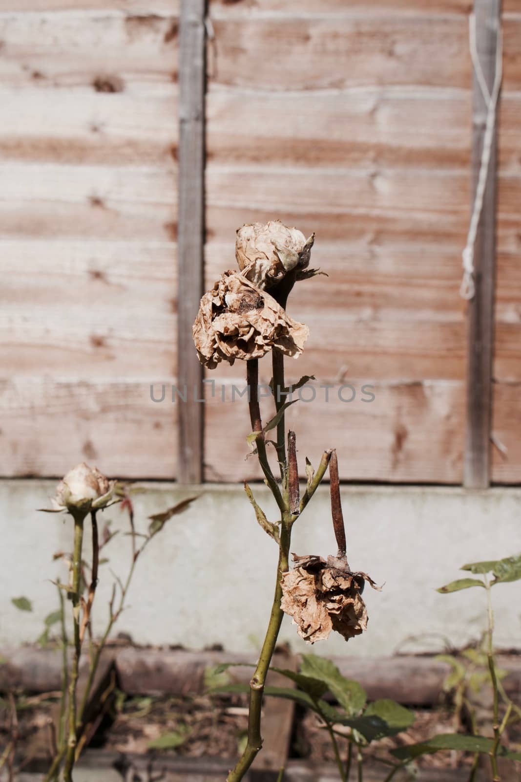Old and dry dirty roses in garden. Natural flowers in garden.