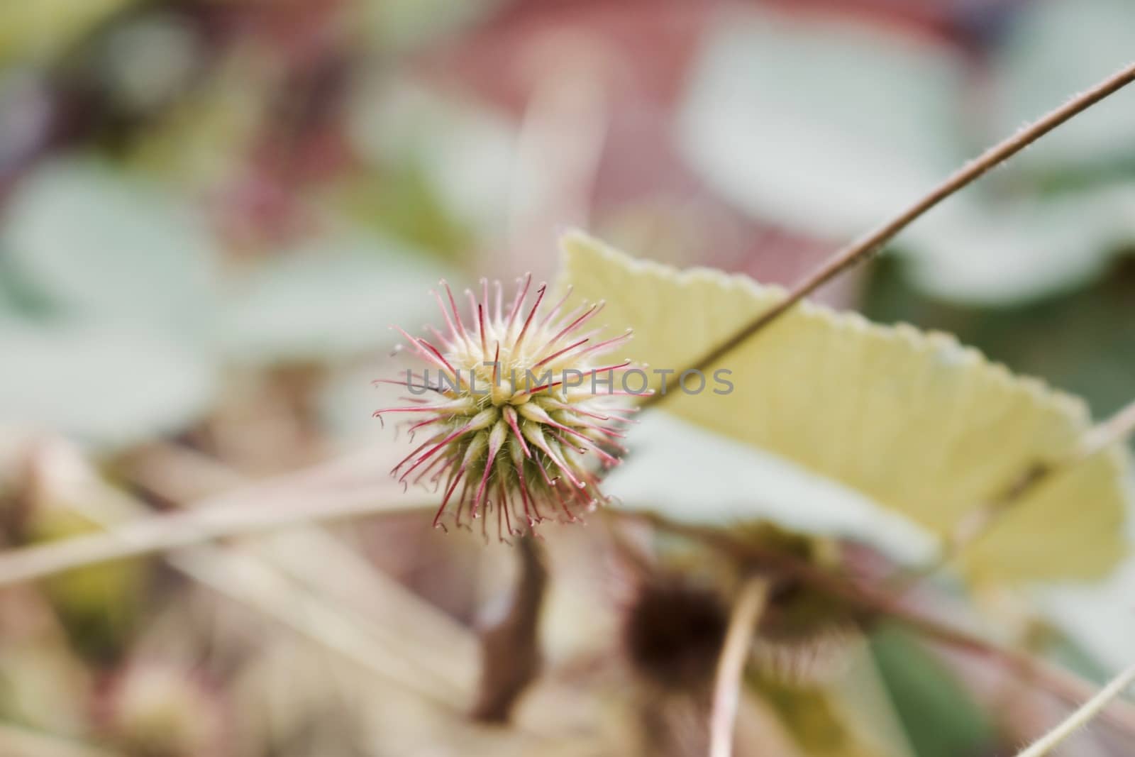 Wild small plant with a spikes in the garden. Summer green concept.