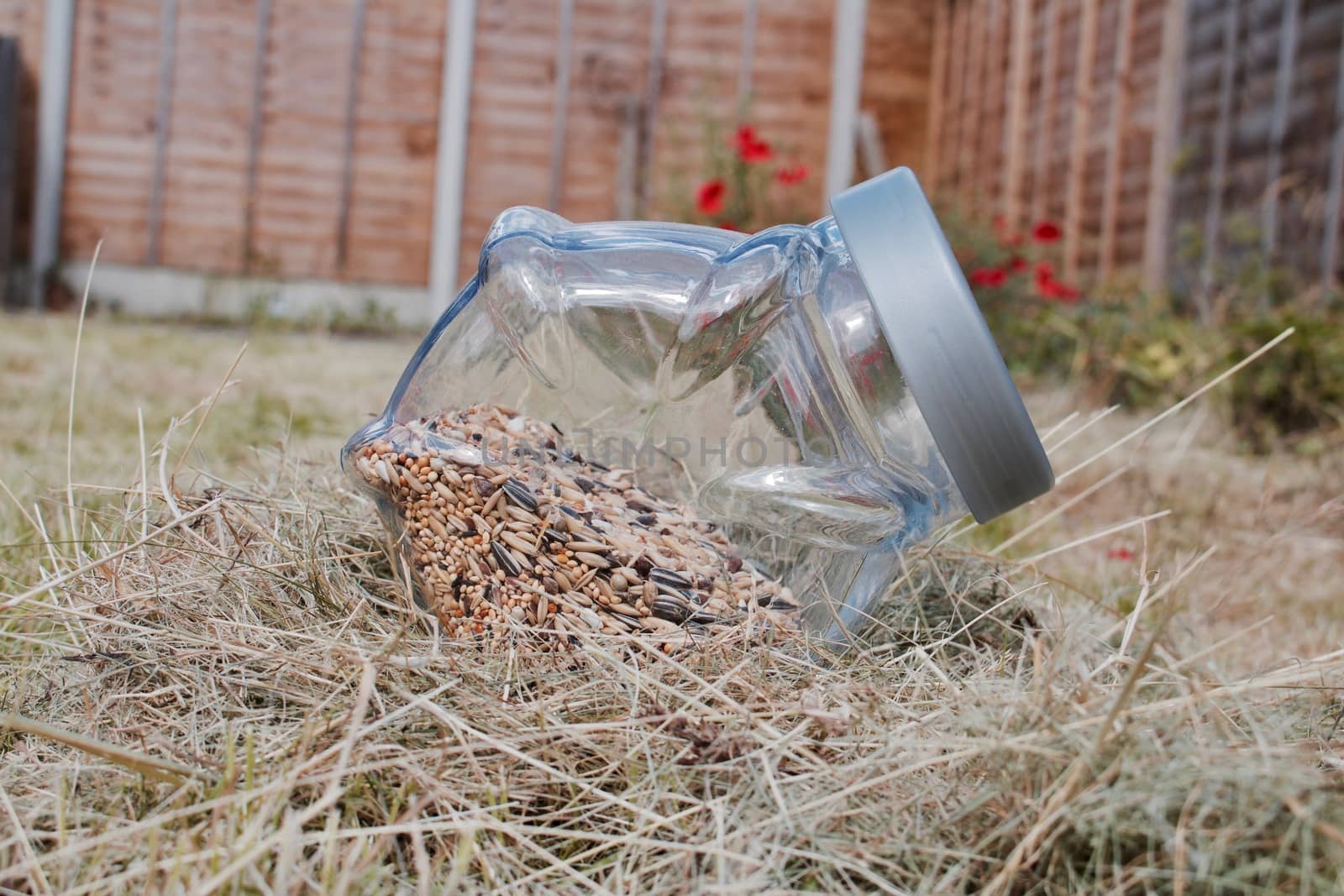Fresh seeds in glass jar. Green garden concept near poppy seeds. Nature concept.