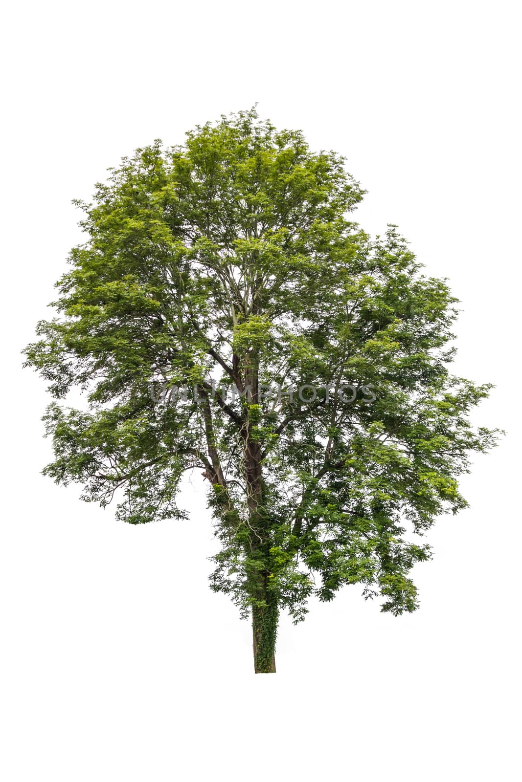big green tree isolated on white background  by rakoptonLPN
