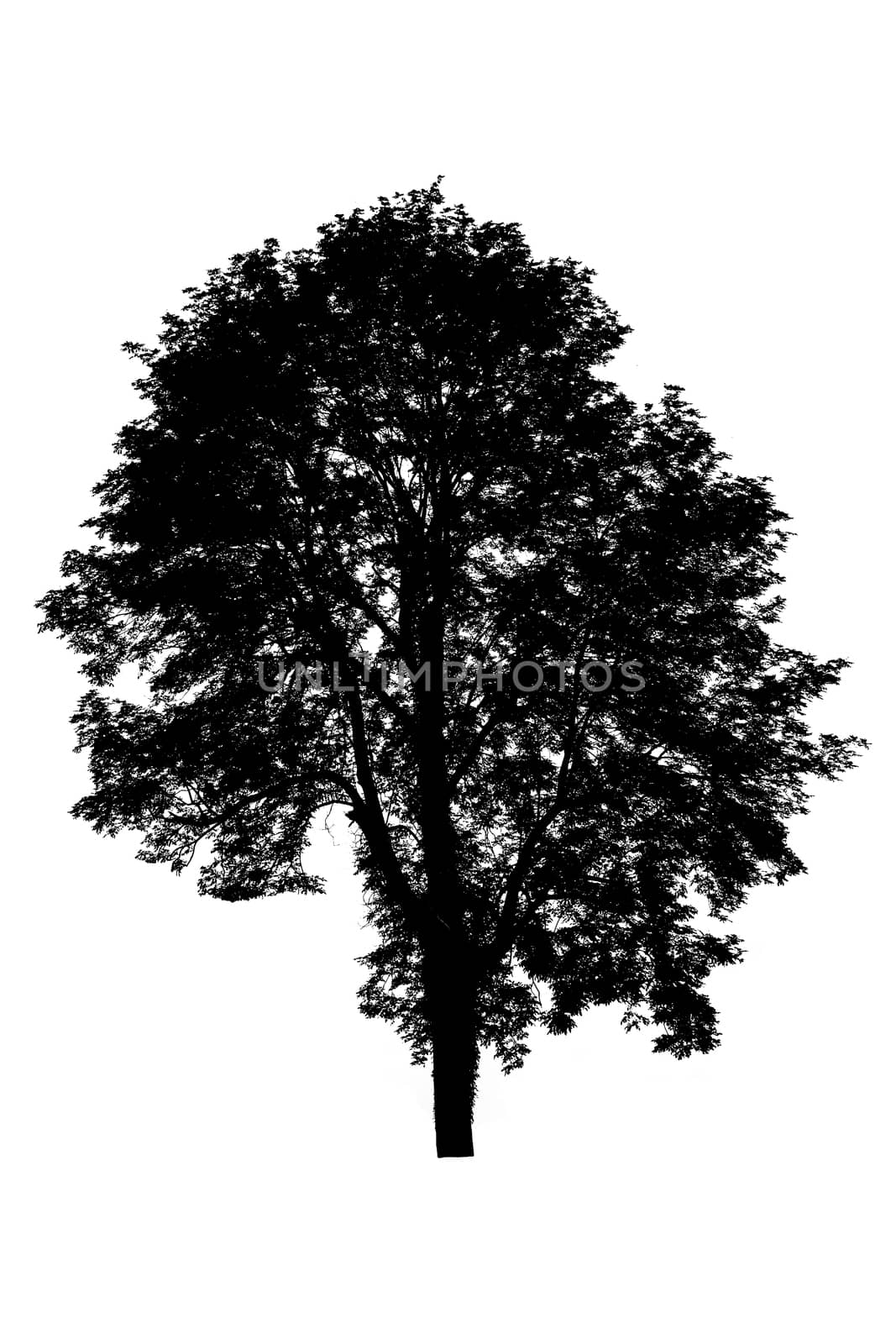 silhouette of tree isolated on white background  by rakoptonLPN
