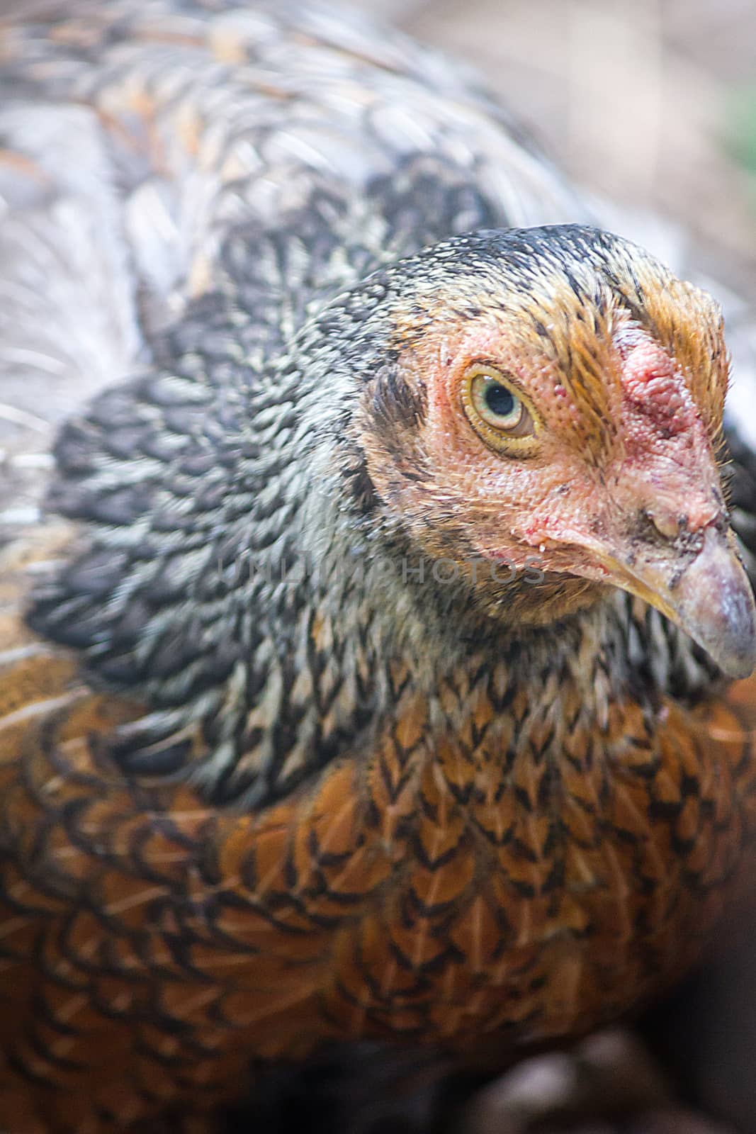 close-up of brown hen, selective focus