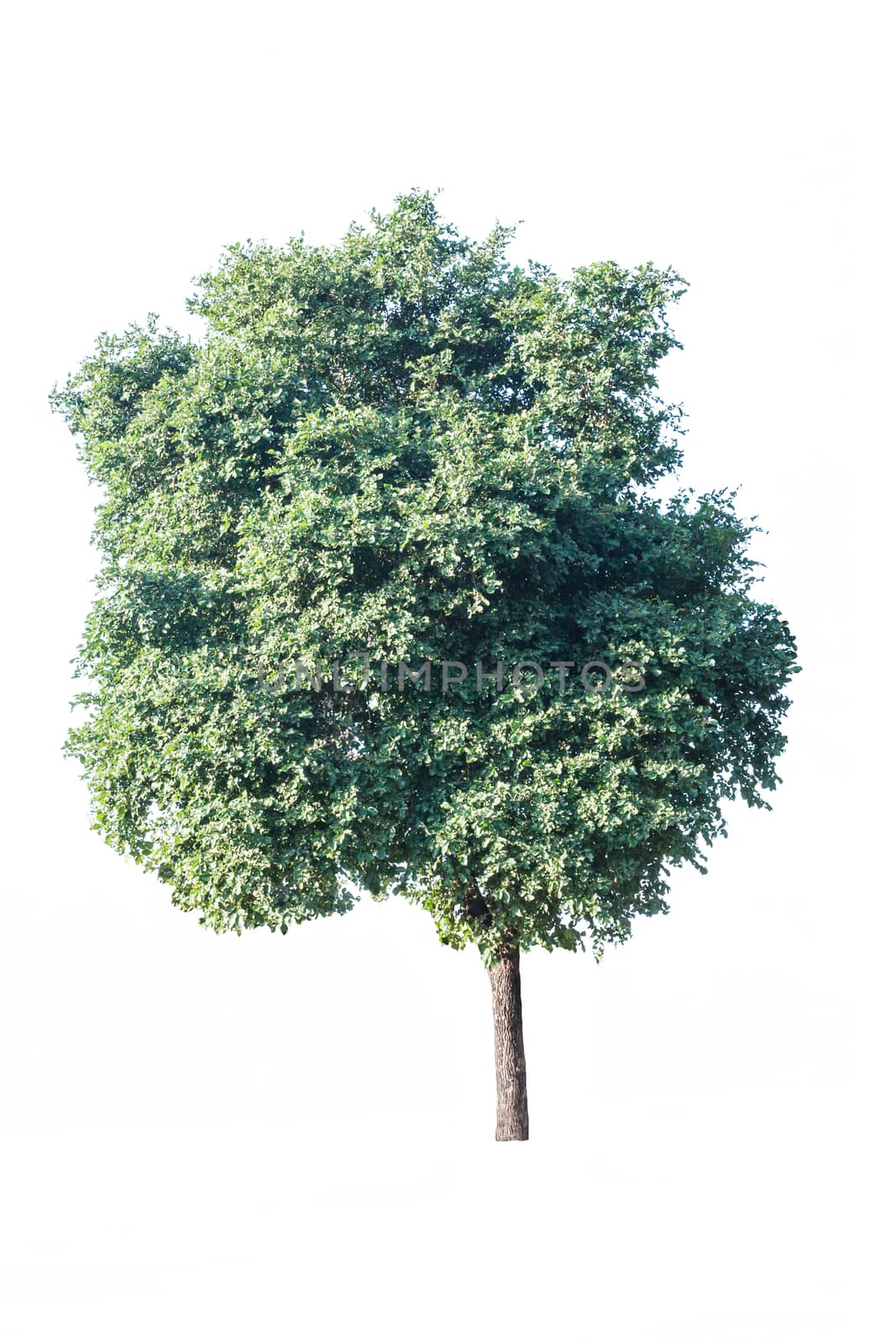 green tree isolated on white background by rakoptonLPN