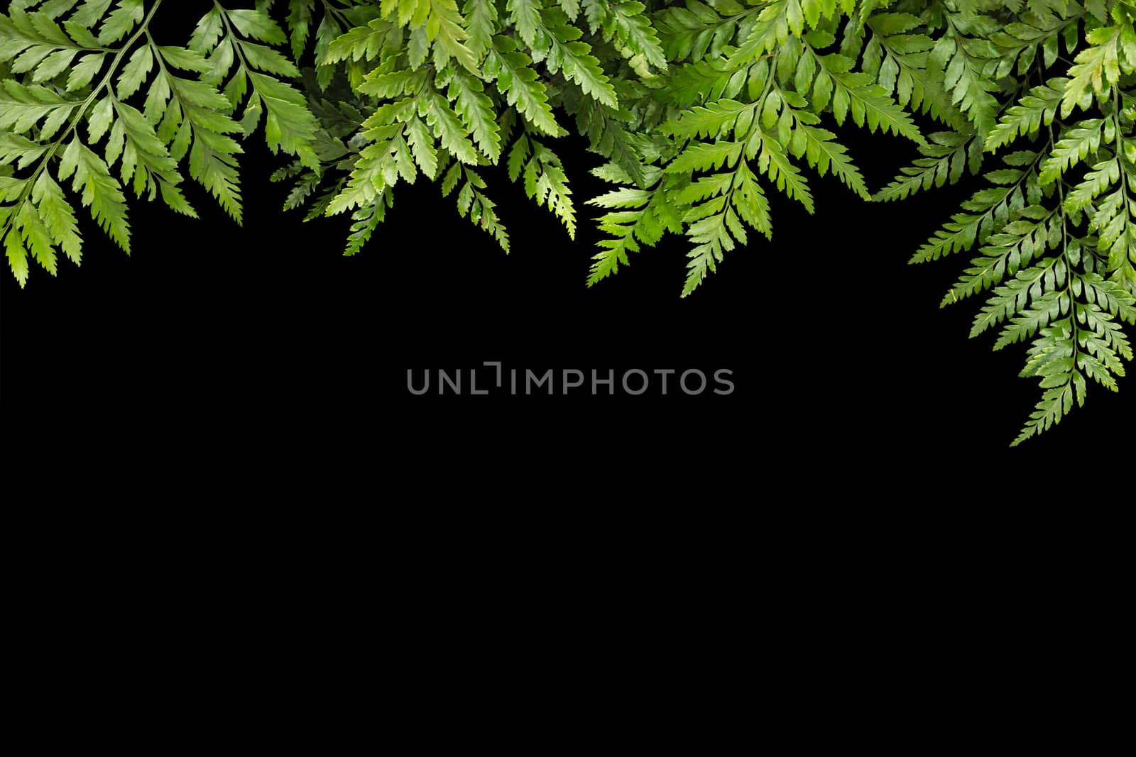 green leaves for frame on black background, nature border by rakoptonLPN