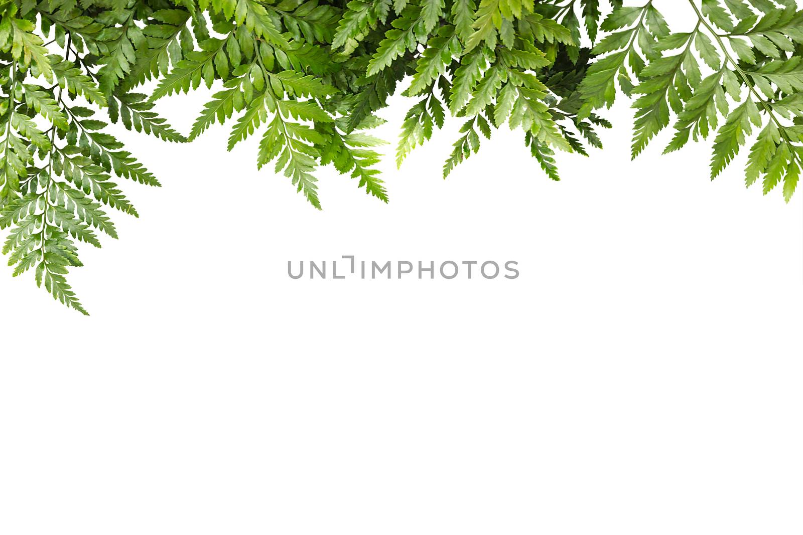 green leaves for frame on white background, nature border by rakoptonLPN