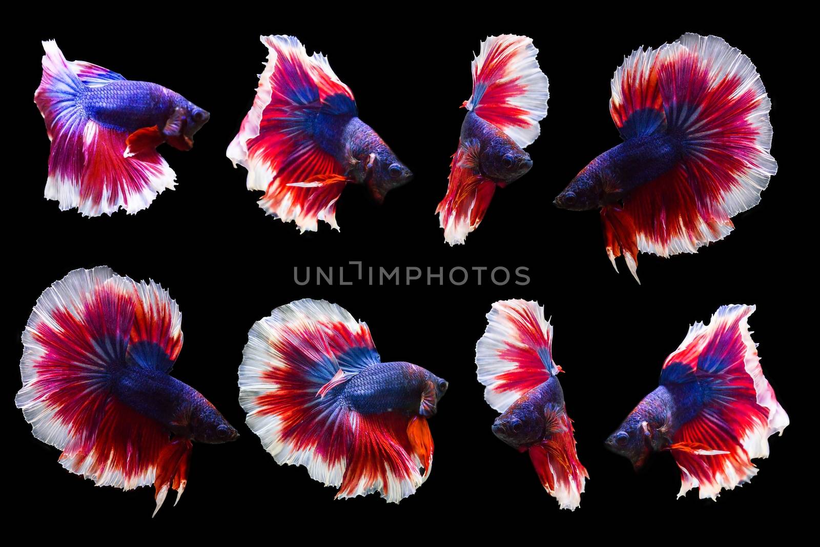 
collection of betta fish isolated on black background.