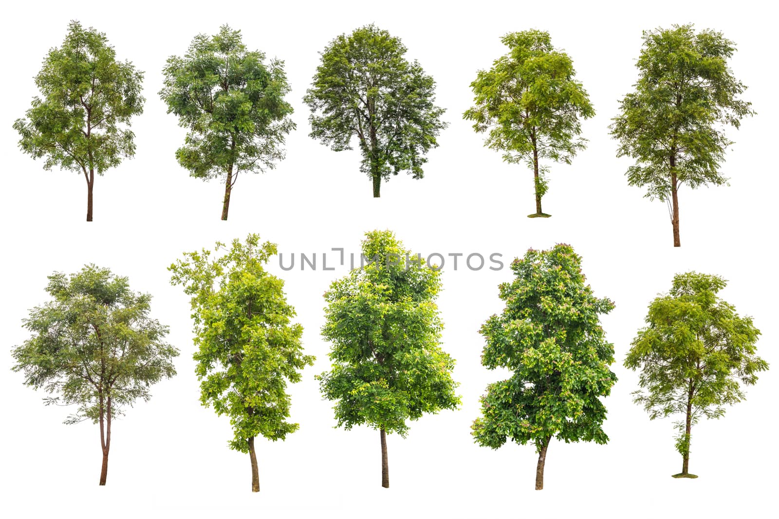 collection off green trees isolated on white background 
