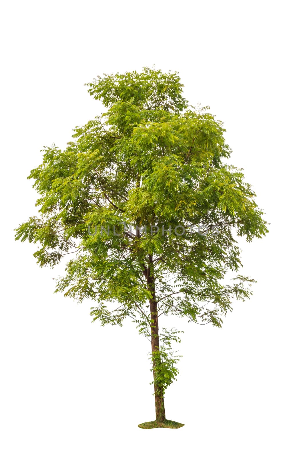 big green trees isolated on white background 