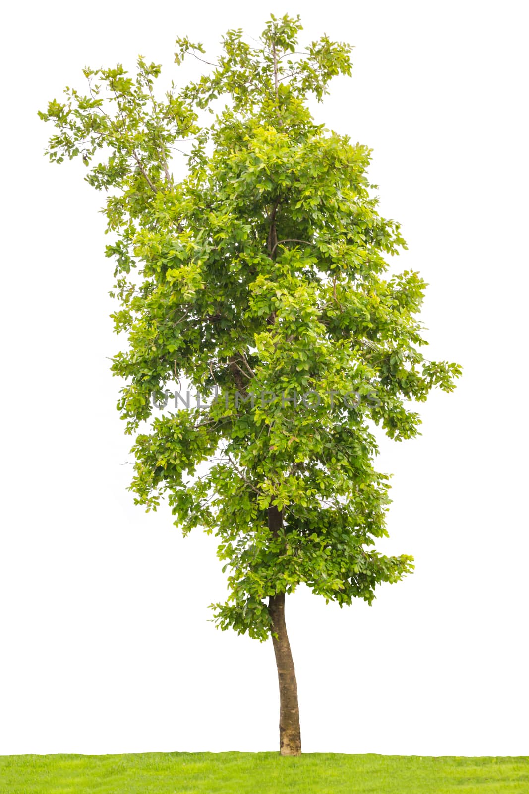 big green trees isolated on white background 