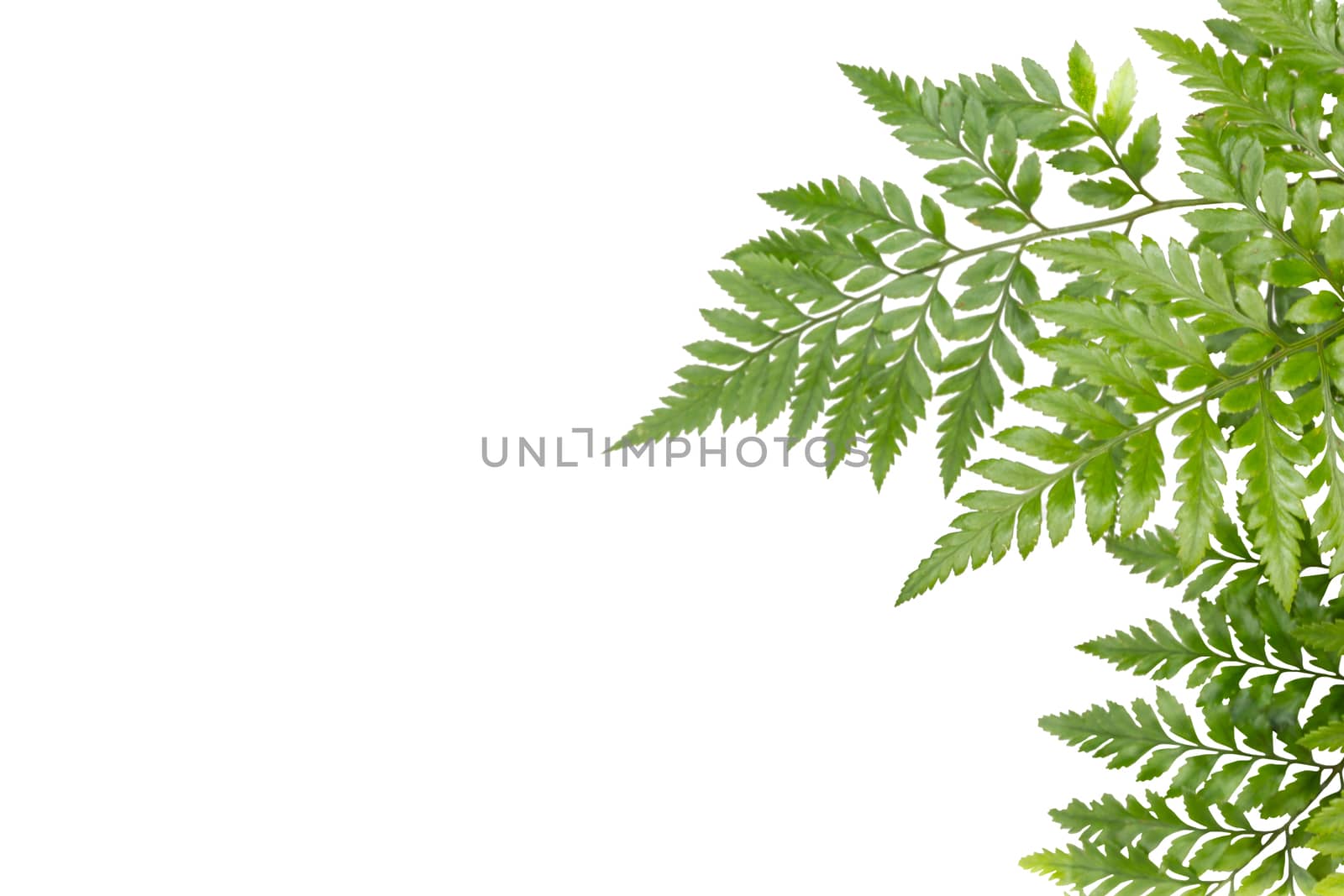 green leaves for frame on white background, nature border