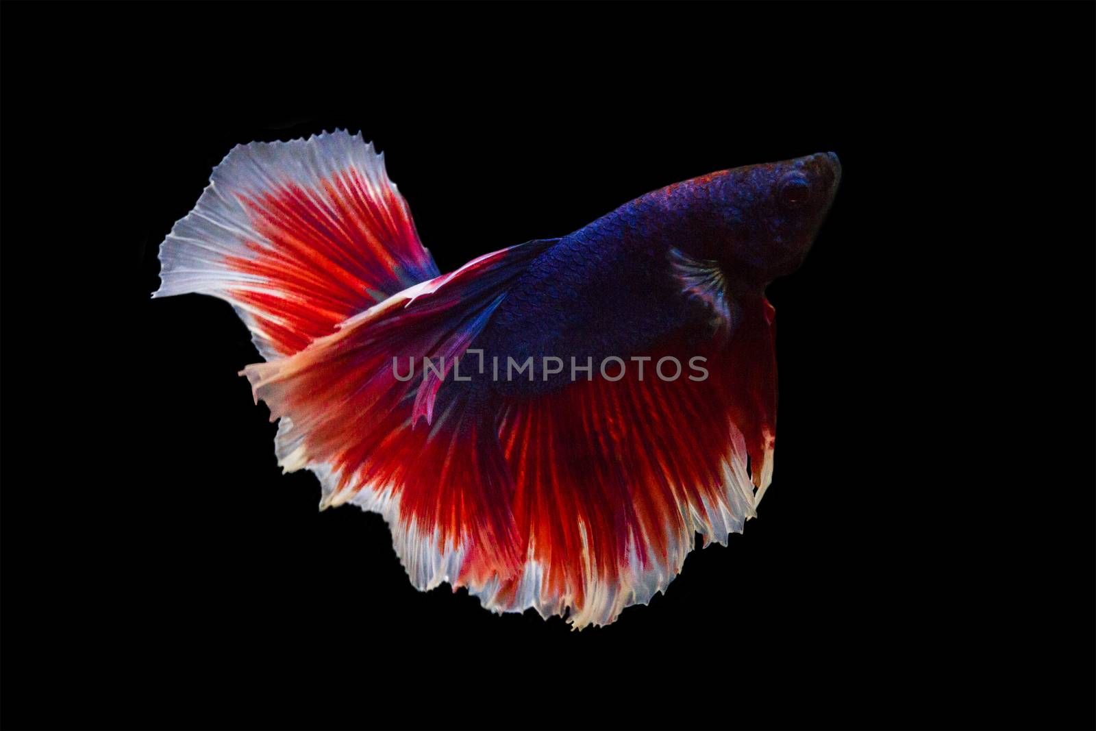betta fish isolated on black background. by rakoptonLPN