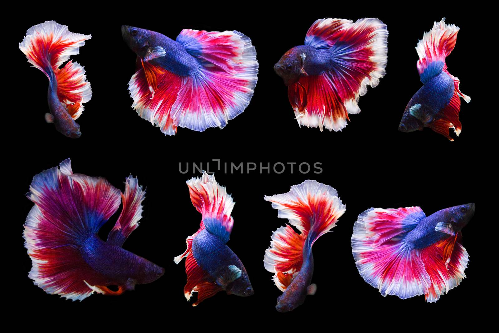 collection of betta fish isolated on black background. by rakoptonLPN