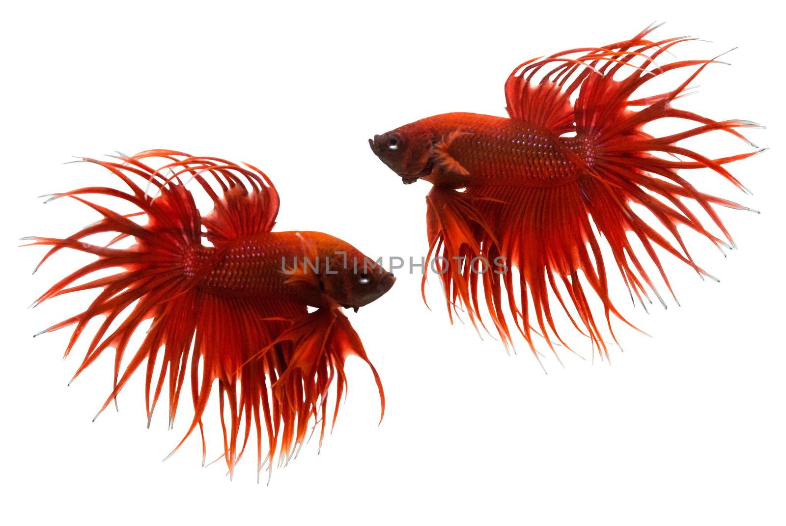 red betta fish isolated on white background. by rakoptonLPN