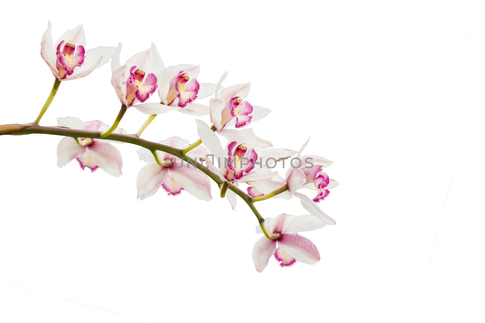 beautiful white orchid isolated on background  by rakoptonLPN