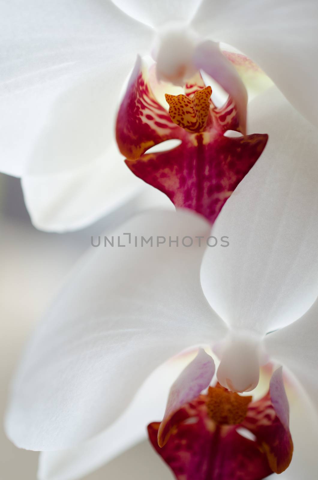 Close up of two flowers of white orchid with red fragments